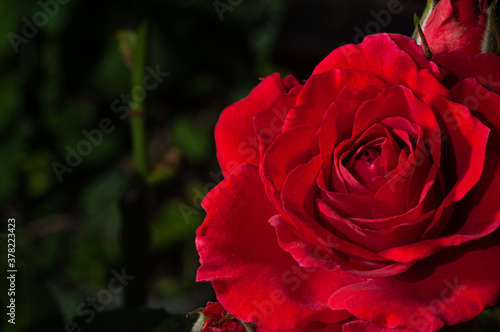 Close-up view of beautiful blooming red rose flower