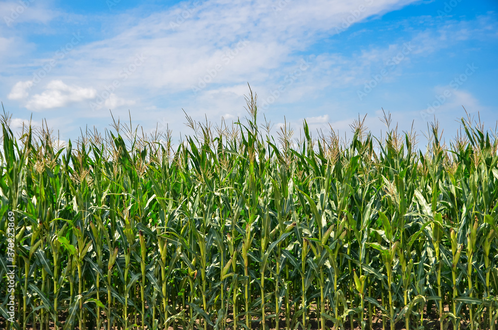 Agricultural corn field in autumn. Wide angle view. Blue sky with clouds. Copy space. Agricultural corn field in autumn. Wide angle view. Blue sky with clouds. Copy space.