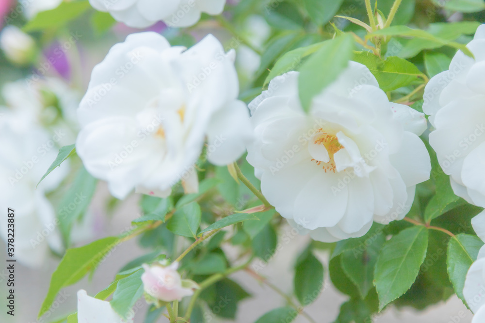 美しく咲くバラ科の花