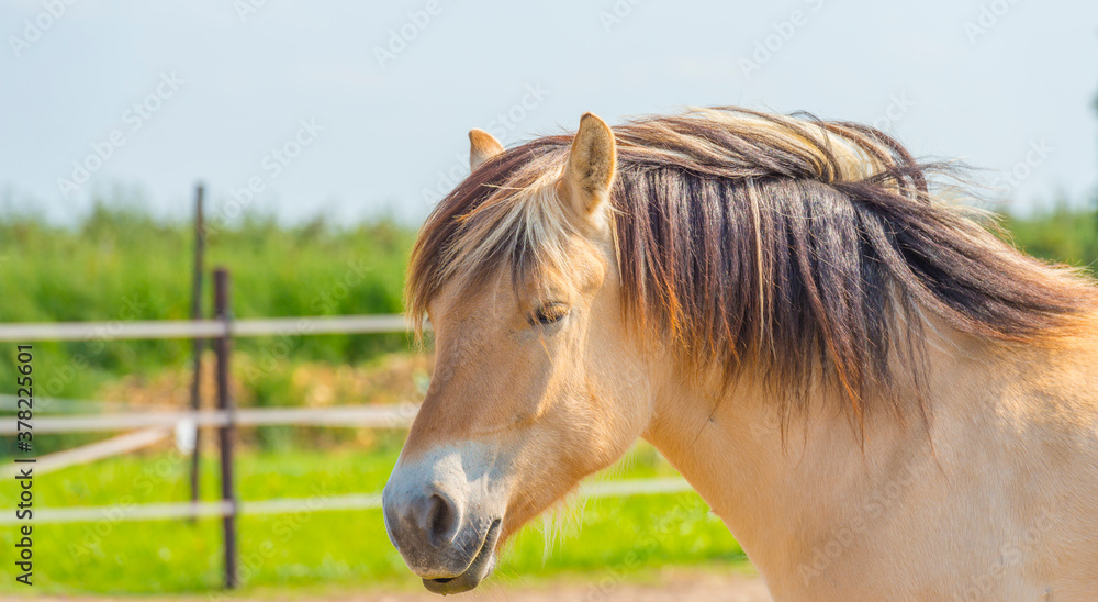 Horse in a meadow in bright sunlight under a blue sky in autumn, Voeren, Limburg, Belgium, September 13, 2020 Horse in a meadow in bright sunlight under a blue sky in autumn, Voeren, Limburg, Belgium, September 13, 2020
