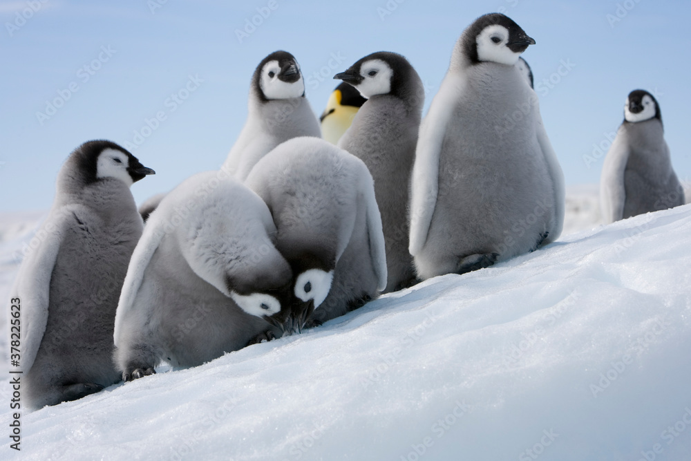 Obraz premium Emperor Penguin Chicks, Antarctica