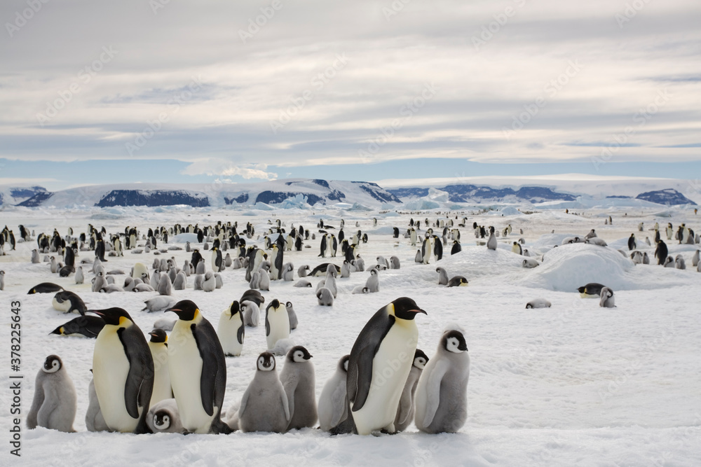 Obraz premium Emperor Penguin Colony, Antarctica