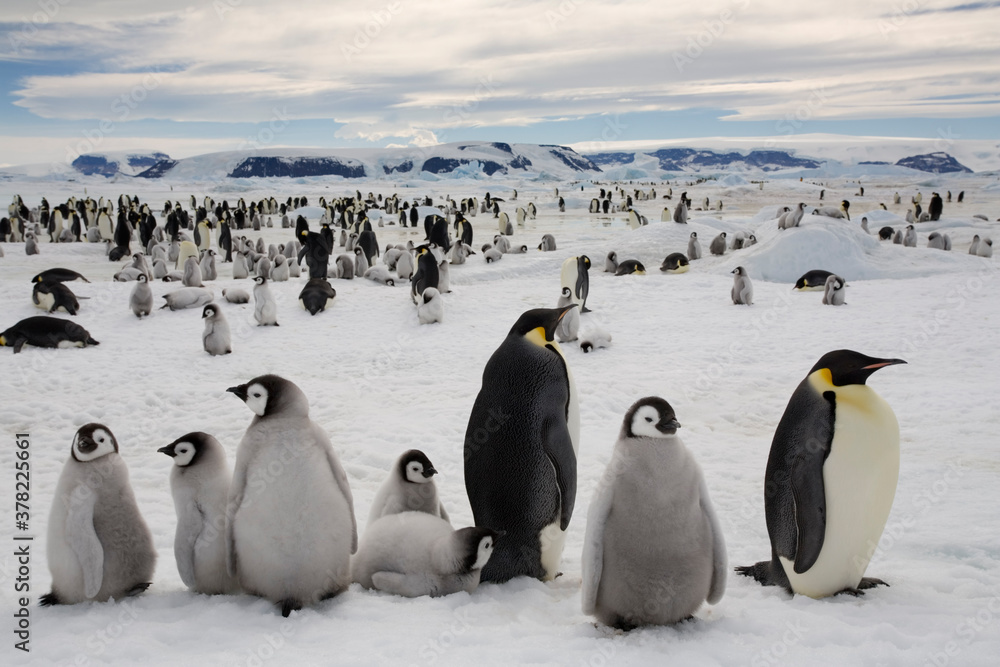 Obraz premium Emperor Penguin Colony, Antarctica