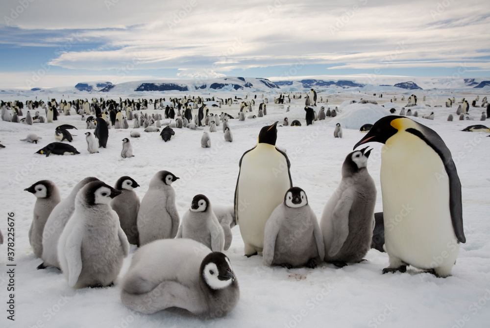 Obraz premium Emperor Penguin Colony, Antarctica