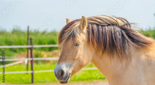 Horse in a meadow in bright sunlight under a blue sky in autumn  Voeren  Limburg  Belgium  September 13  2020