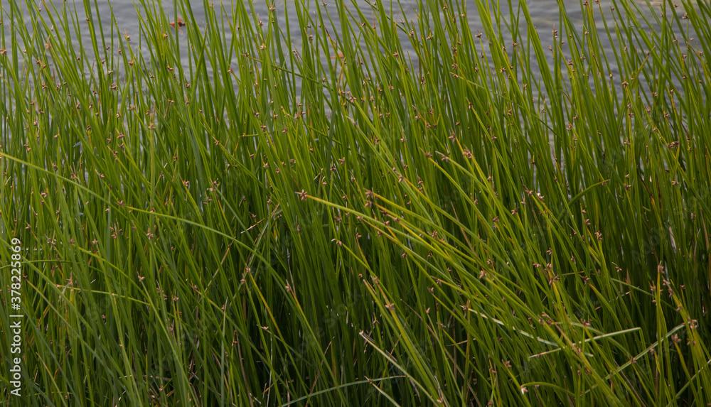 Obraz premium Long green grass with water in background
