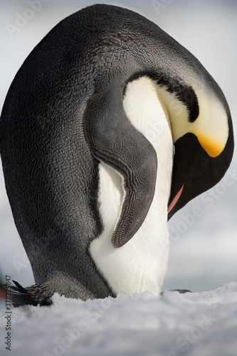 Emperor Penguin, Antarctica