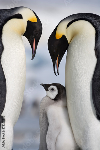 Emperor Penguins and Chick, Antarctica