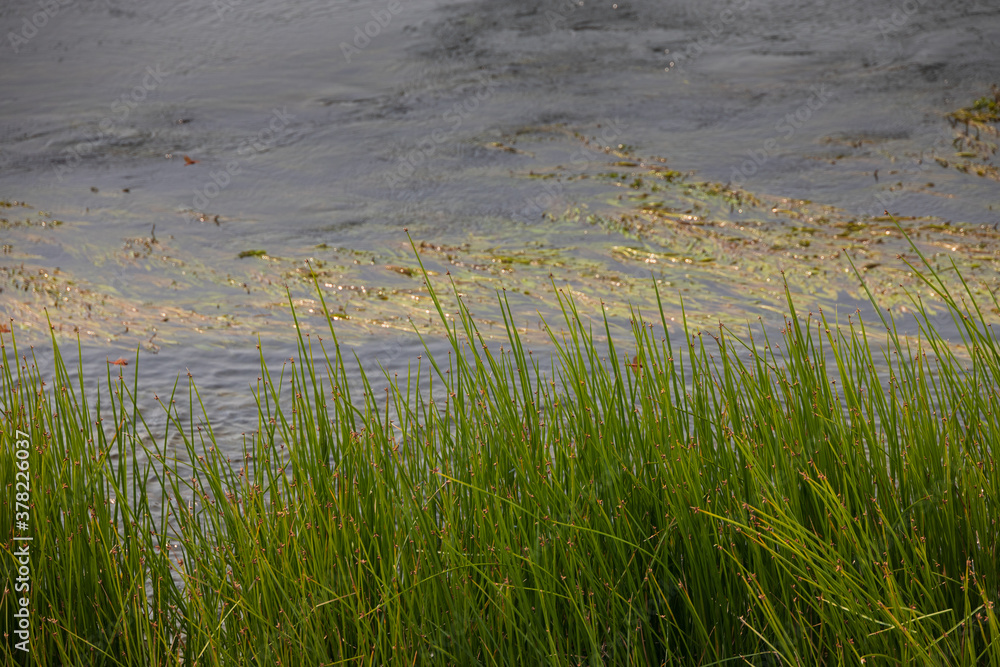 Long green grass with water in background Long green grass with water in background