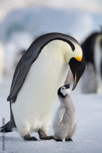 Emperor Penguin and Chick   Antarctica