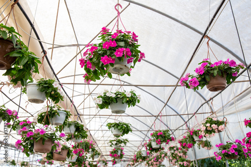 Colorful flowers hanging on the ceiling of the greenhouse. View from inside a greenhouse growing flowers and ornamental plants.