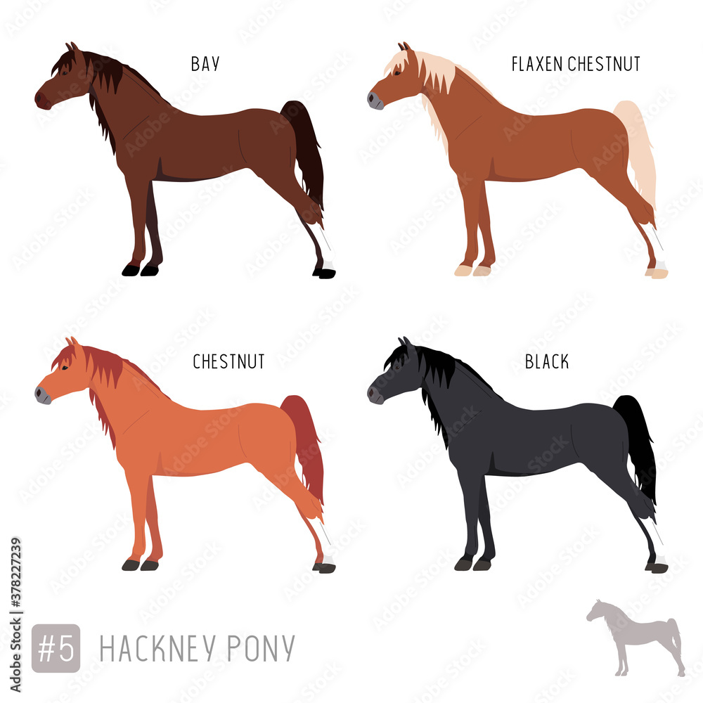 Horse Breeds: Set of Vector Hackney Ponies Stock Vector | Adobe Stock