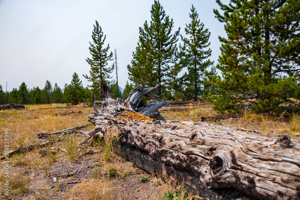 Dead tree on ground in Yellowstone National Park Dead tree on ground in Yellowstone National Park