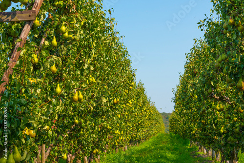 Pears growing in pear trees in an orchard in bright sunlight in autumn  Voeren  Limburg  Belgium  September 11  2020