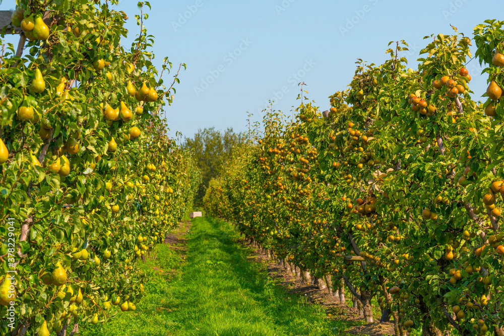 Pears growing in pear trees in an orchard in bright sunlight in autumn, Voeren, Limburg, Belgium, September 11, 2020