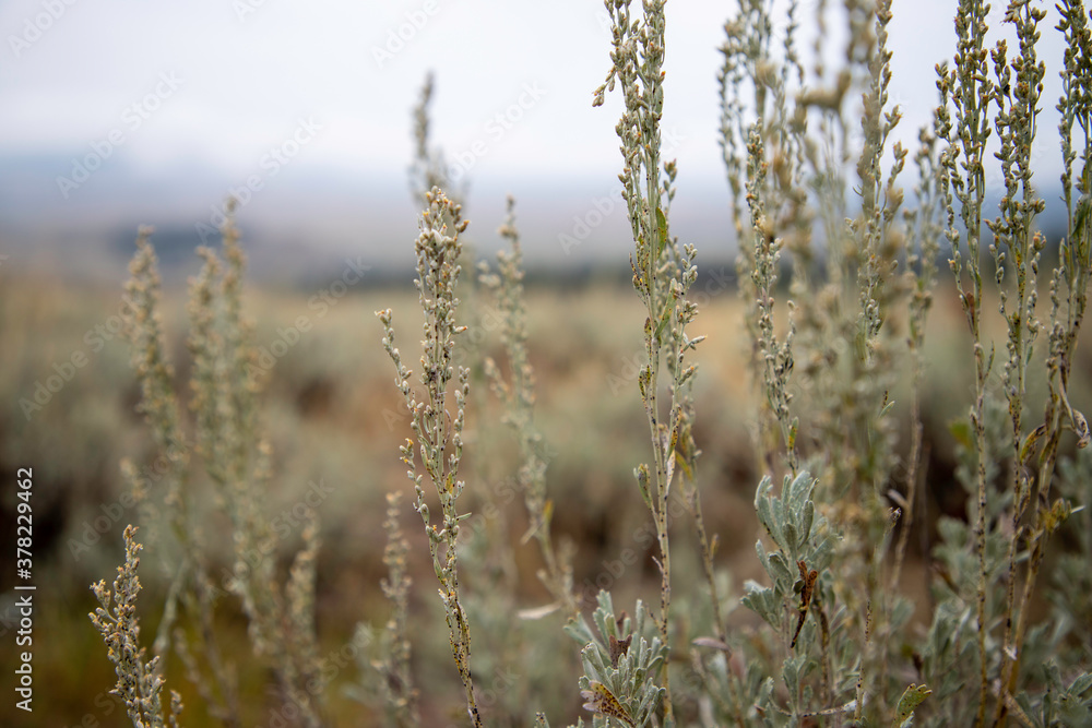Fototapeta premium Sage brush on a foggy morning