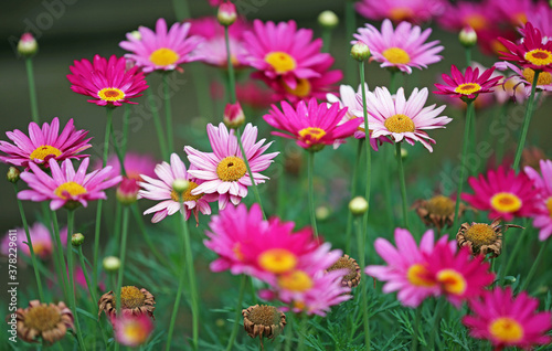 Pink daisy - in the garden