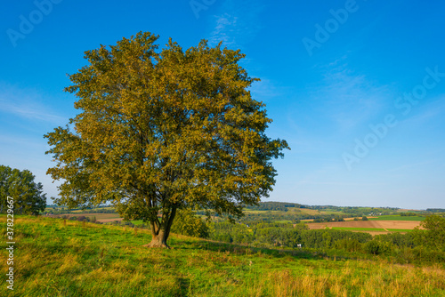 Beauty in nature as trees rise in the shadow of a forest in bright sunlight in autumn, Voeren, Limburg, Belgium, September 11, 2020