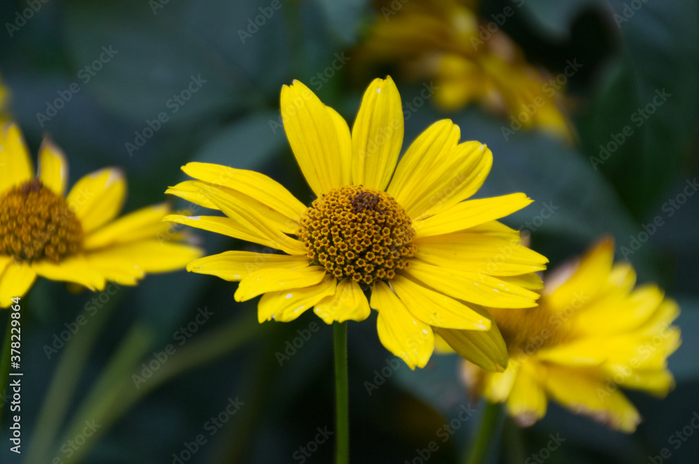 Yellow Flowers Blooming in a Garden Yellow Flowers Blooming in a Garden