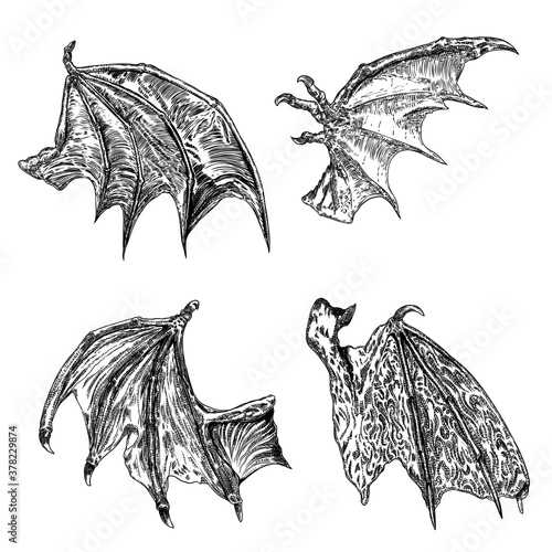 Set of hand drawn vintage etched woodcut fallen angel or vampire detailed wings. Dragon or gargoyle wings. Heraldic wings for tattoo and mascot design. Isolated sketch collection. Vector.