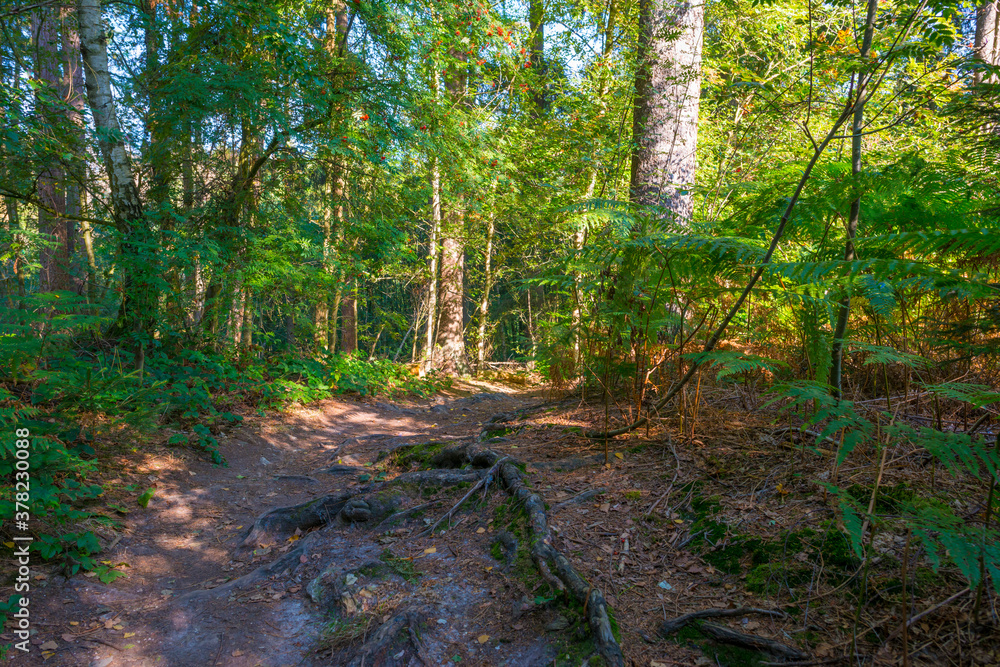 Obraz premium Beauty in nature as trees rise in the shadow of a forest in bright sunlight in autumn, Voeren, Limburg, Belgium, September 11, 2020