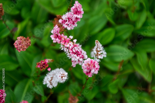 Pink  Red  and White Flowers