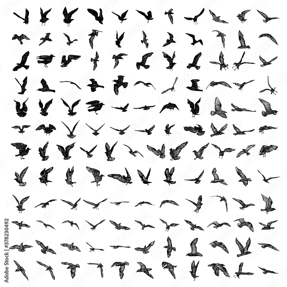 Set of black hand drawn strokes birds seagulls, flock. Drawing sketch of sea birds. On white background. Inspirational body flash tattoo ink. Vector.