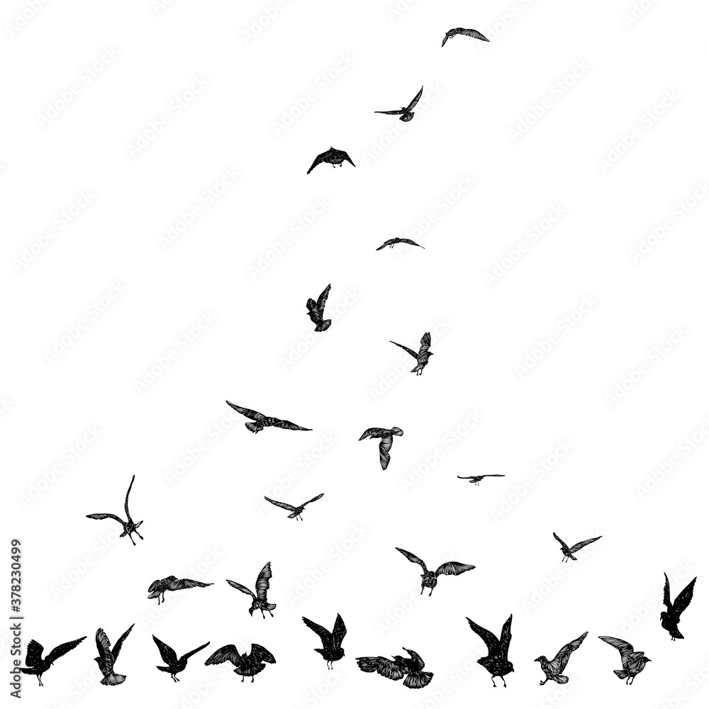 Fototapeta premium Set of seagulls birds, nautical sailor tattoo sketch. Black stroke of flying sea gull silhouettes on white background. Marine set. Drawings of different shapes of water birds in the flock. Vector.