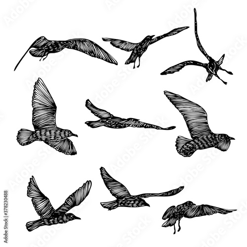 Set of seagulls birds, nautical sailor tattoo sketch. Black stroke of flying sea gull silhouettes on white background. Marine set. Drawings of different shapes of water birds in the flock. Vector.