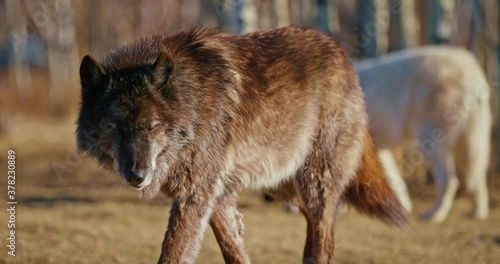 Close up, brown wolf in Banff National Park
