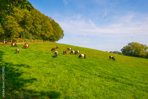 Herd of cows in a green hilly meadow under a blue sky in sunlight in autumn, Voeren, Limburg, Belgium, September 11, 2020
