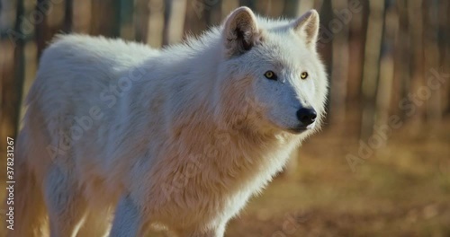 White wolf in Banff National Park, close up