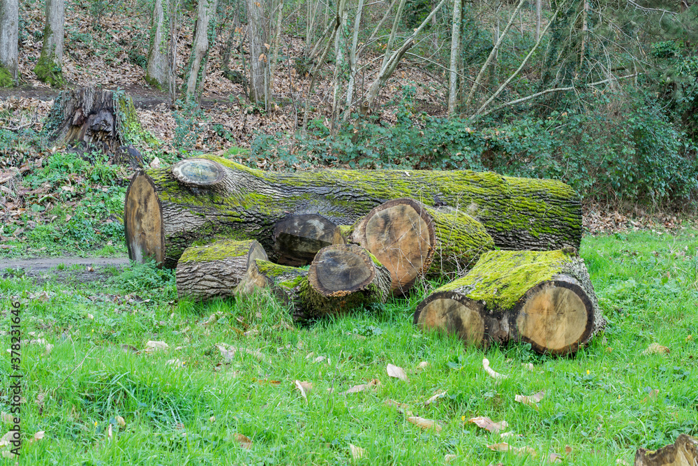 A felled tree, cut and awaiting transportation. A felled tree, cut and awaiting transportation.