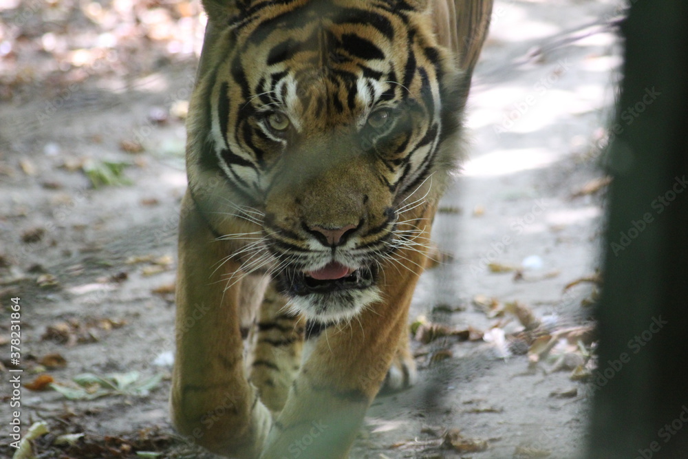 Obraz premium Tigres de sumatra
