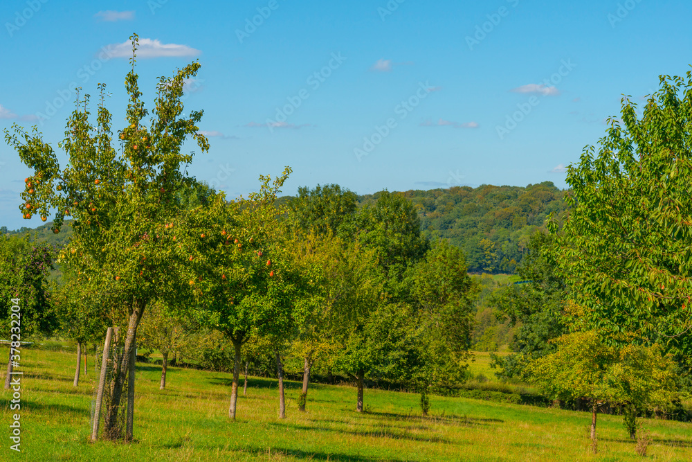 Apples growing in apple trees in an orchard in bright sunlight in autumn, Voeren, Limburg, Belgium, September 10, 2020 Apples growing in apple trees in an orchard in bright sunlight in autumn, Voeren, Limburg, Belgium, September 10, 2020
