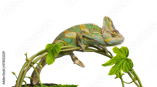 Colourful Yemeni cone-head chameleon  veiled chameleon  on a white background isolated