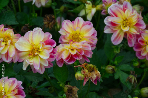 Pink and Yellow Dahlias in a Garden