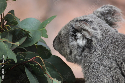 Photography Koala