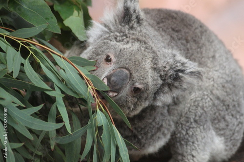 Photography Koala