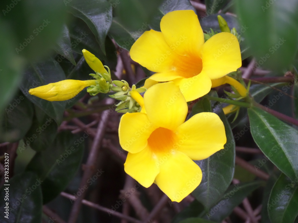 Obraz premium Yellow flowers