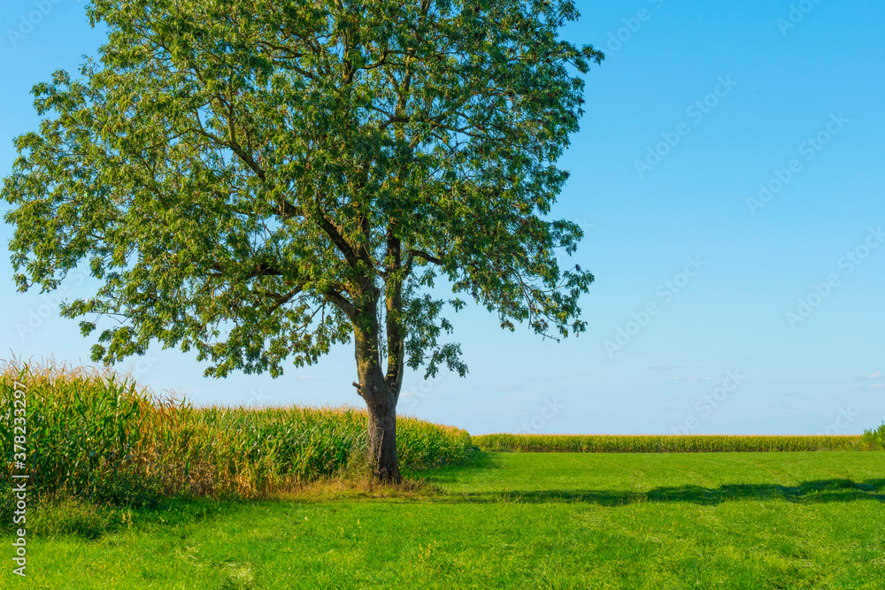Fields and trees in a green hilly grassy landscape under a blue sky in sunlight at fall, Voeren, Limburg, Belgium, September 11, 2020 Fields and trees in a green hilly grassy landscape under a blue sky in sunlight at fall, Voeren, Limburg, Belgium, September 11, 2020
