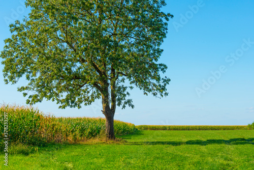 Fields and trees in a green hilly grassy landscape under a blue sky in sunlight at fall  Voeren  Limburg  Belgium  September 11  2020