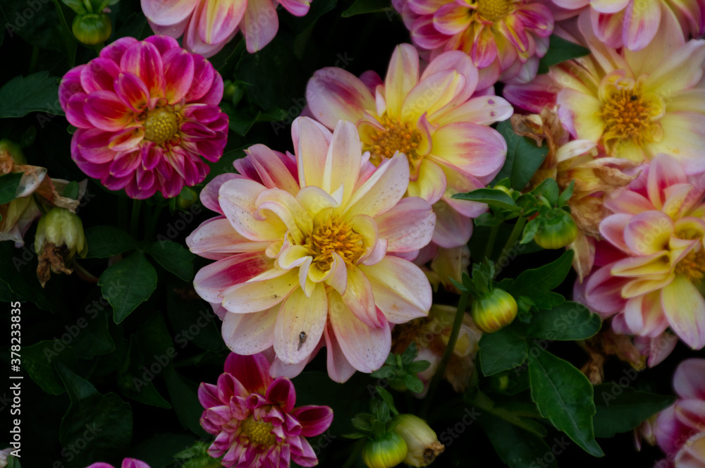 Pink and Yellow Dahlias in a Garden Pink and Yellow Dahlias in a Garden