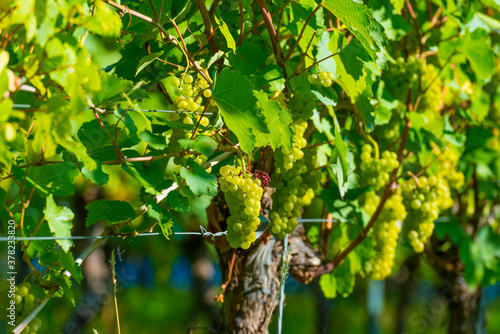 Vines with grapes growing in a vineyard in bright sunlight in autumn  Voeren  Limburg  Belgium  September 10  2020