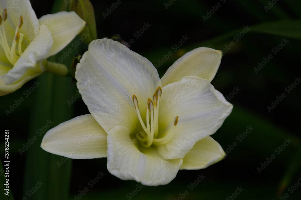 White Lily