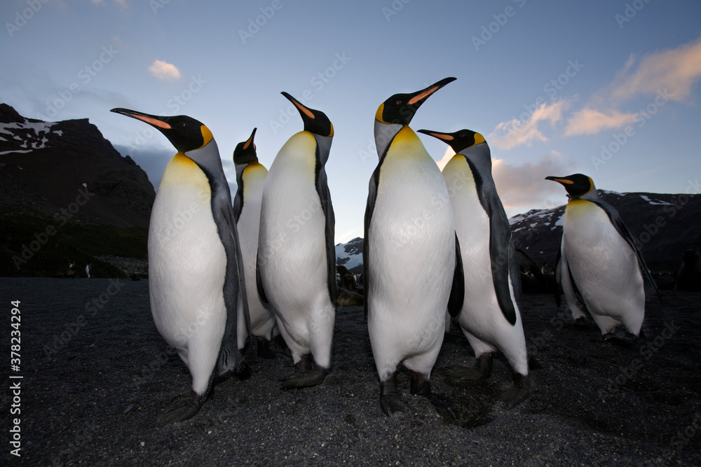 Fototapeta premium King Penguins, South Georgia Island, Antarctica