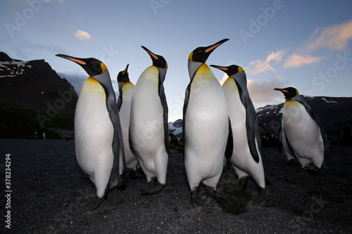 King Penguins  South Georgia Island  Antarctica