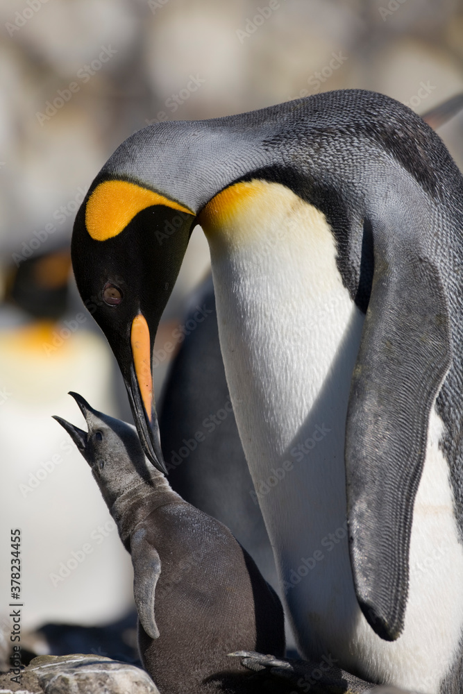 Naklejka premium King Penguin and Young Chick, South Georgia Island, Antarctica