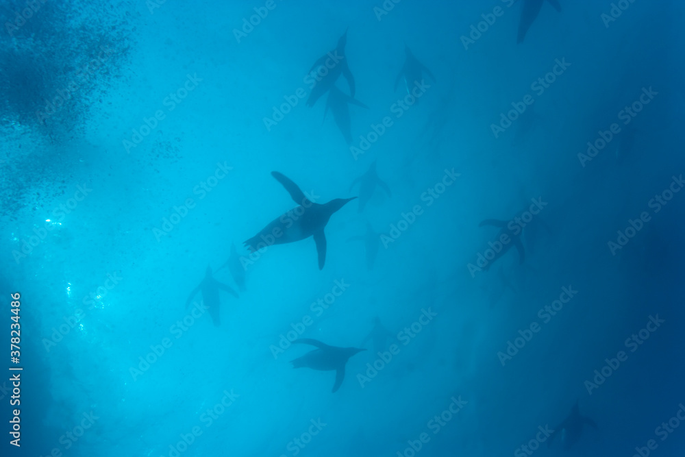 Fototapeta premium King Penguins Underwater, South Georgia Island, Antarctica