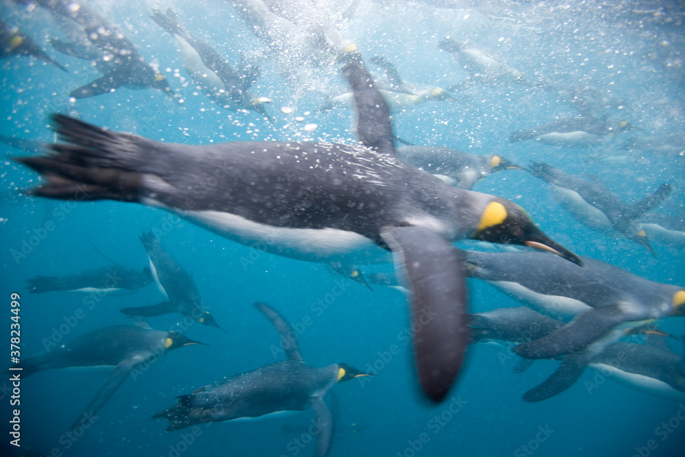 Obraz premium King Penguins Underwater, South Georgia Island, Antarctica